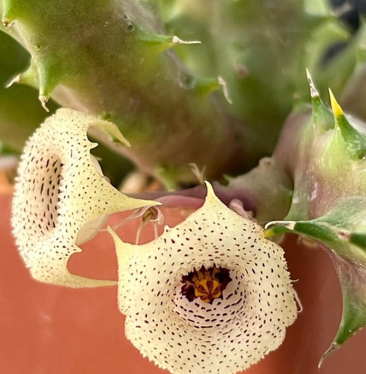 Huernia yemenensis seeds