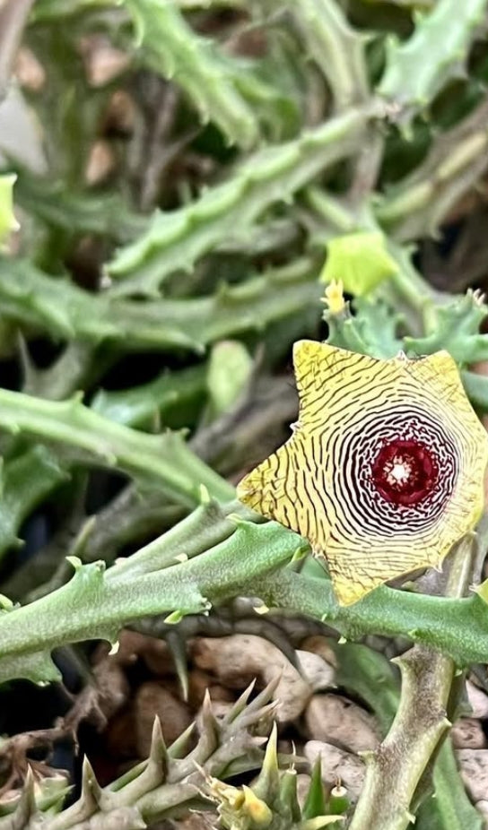 Caralluma pauciflora seeds