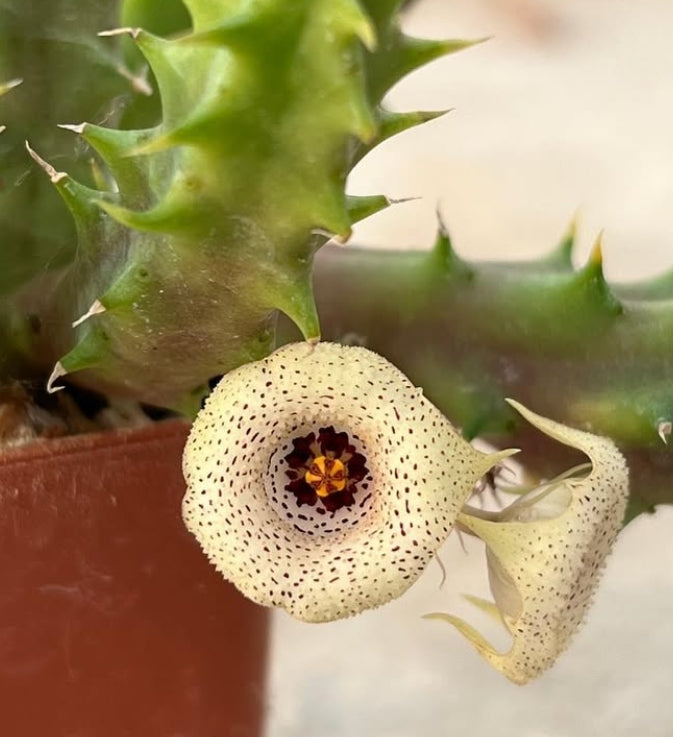 Huernia yemenensis seeds