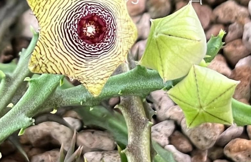 Caralluma pauciflora seeds