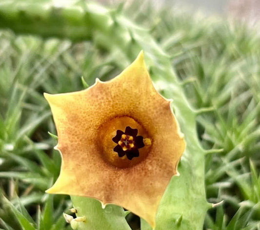 Huernia rosea 'south africa' seeds