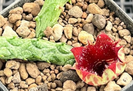 Stapelianthus insingnis seeds