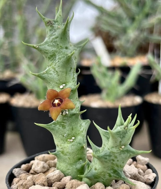 Orbea decaisneana seeds