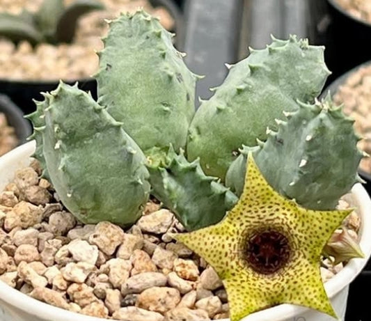 Huernia piersii seeds