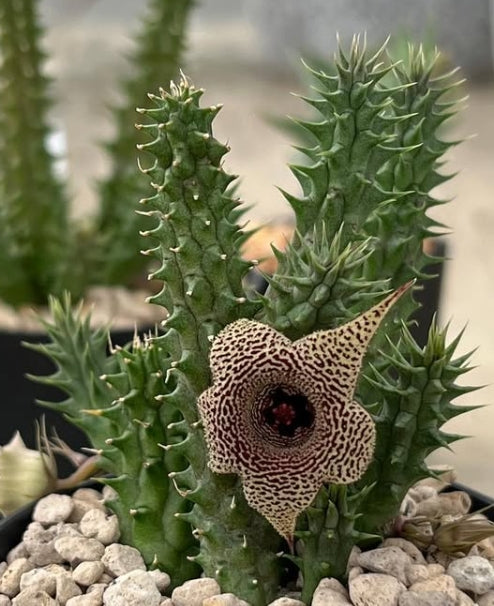 Huernia korat python seeds