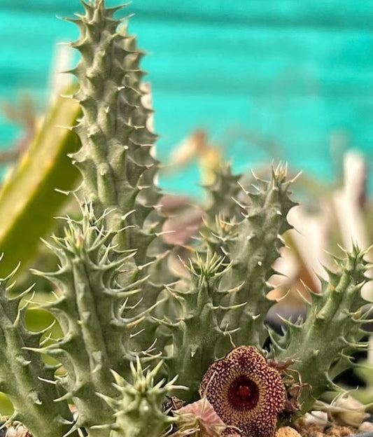 Huernia pink sandy beach seeds