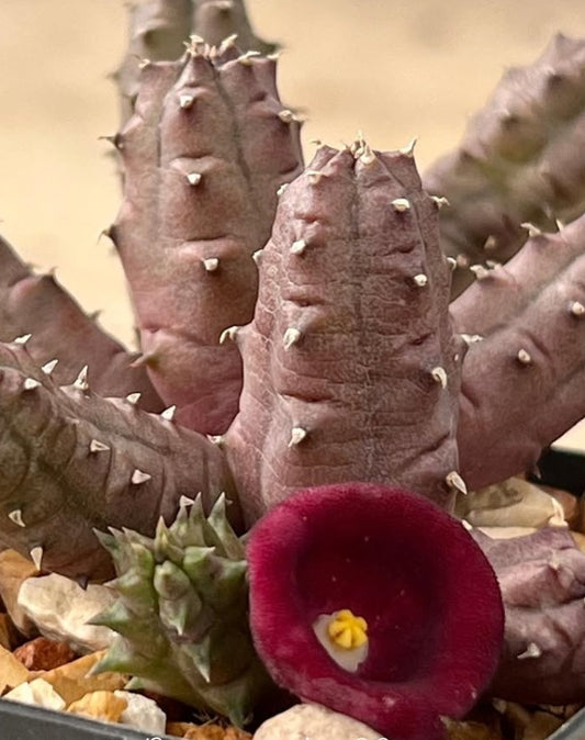Huernia humpatana seeds