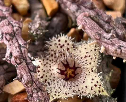Stapelianthus madagascariensis seeds