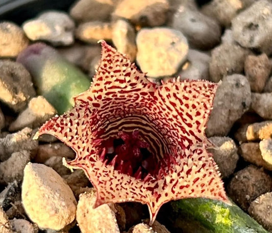 Huernia volkartii var. repens seeds