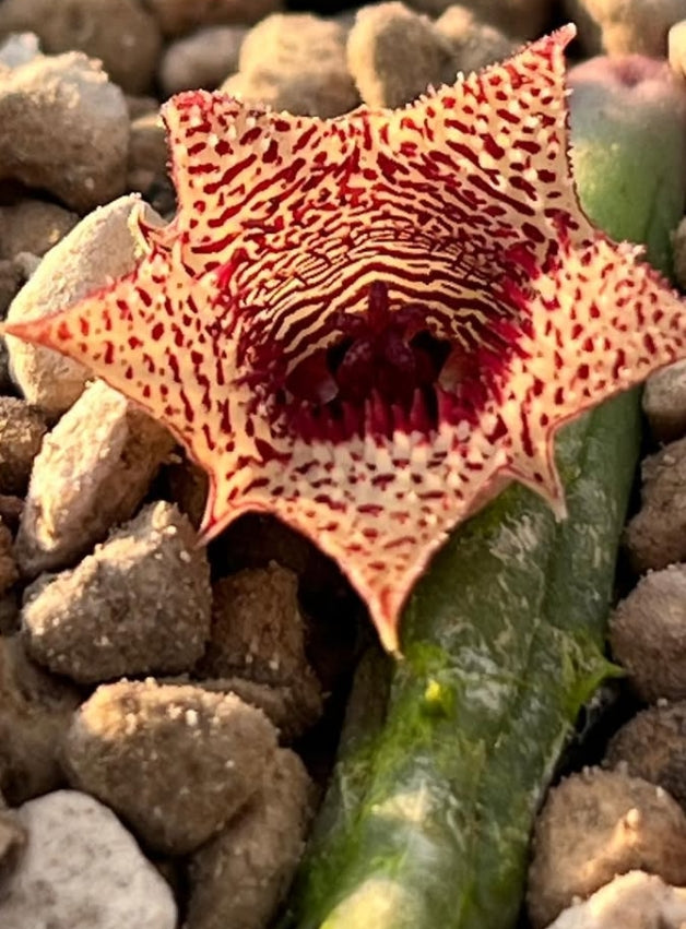 Huernia volkartii var. repens seeds