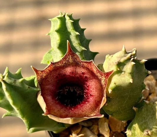 Huernia "see a doctor" seeds