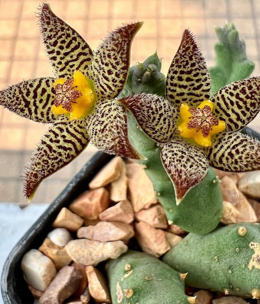 Piaranthus geminatus subs. decorus seeds