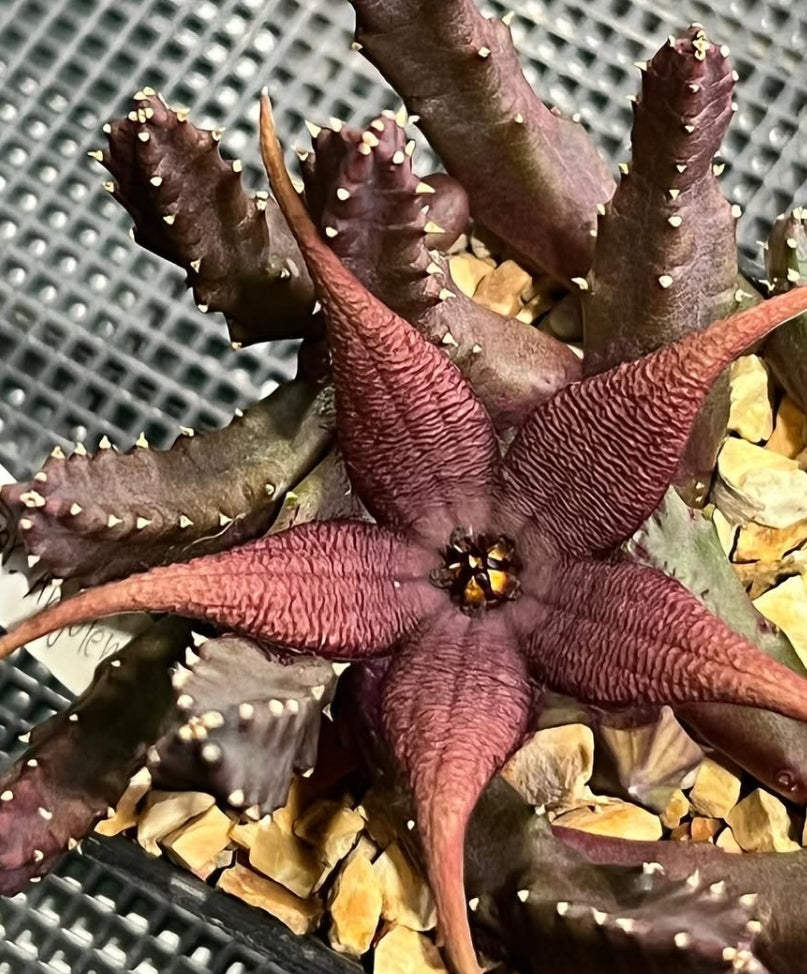 Stapelia schinzi var. angolensis seeds
