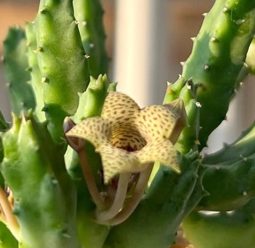 Huernia thuretii seeds