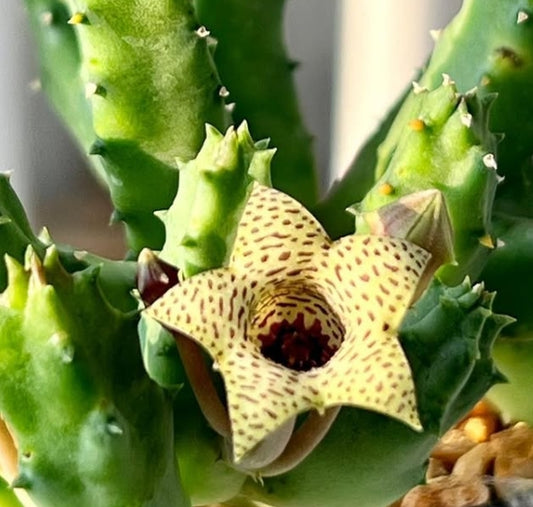 Huernia thuretii seeds
