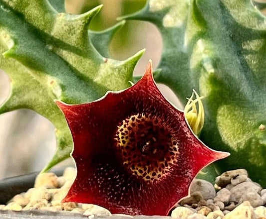 Huernia oculata x pulchra seeds