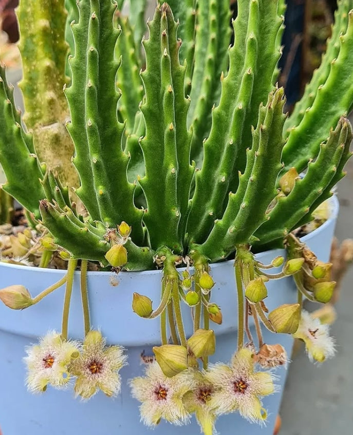Stapelia glanduliflora seeds