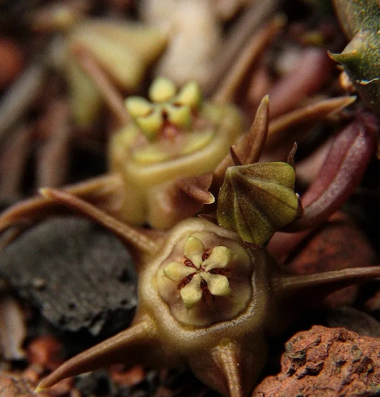 Duvalia modesta seeds