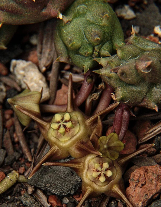 Duvalia modesta seeds