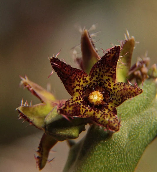 Caralluma staintonii seeds