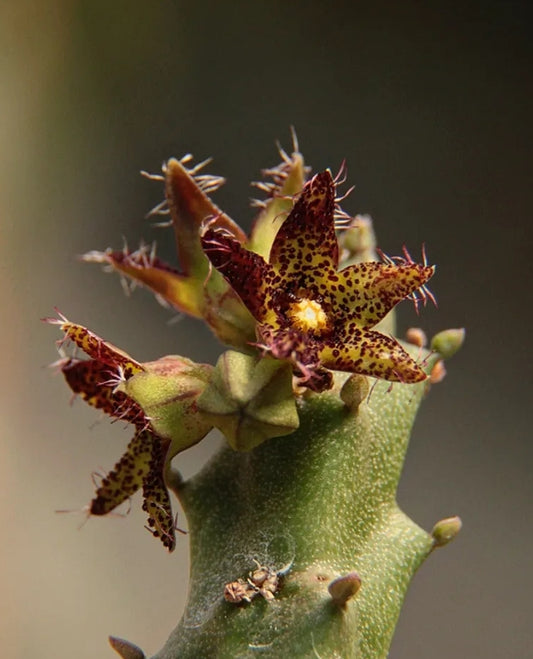 Caralluma staintonii seeds