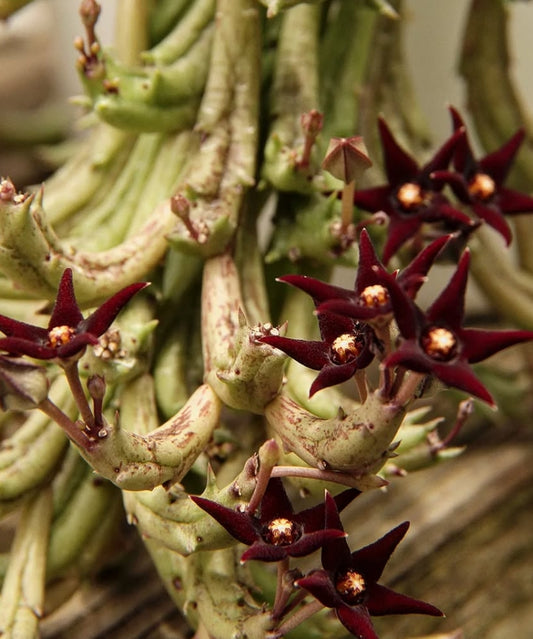 Angolluma doddsiae seeds