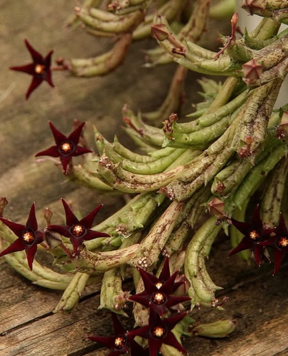 Angolluma doddsiae seeds