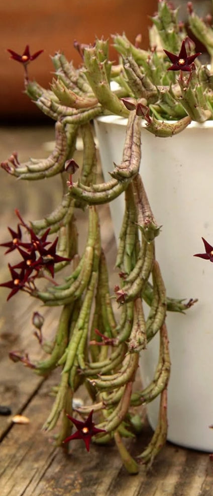 Angolluma doddsiae seeds