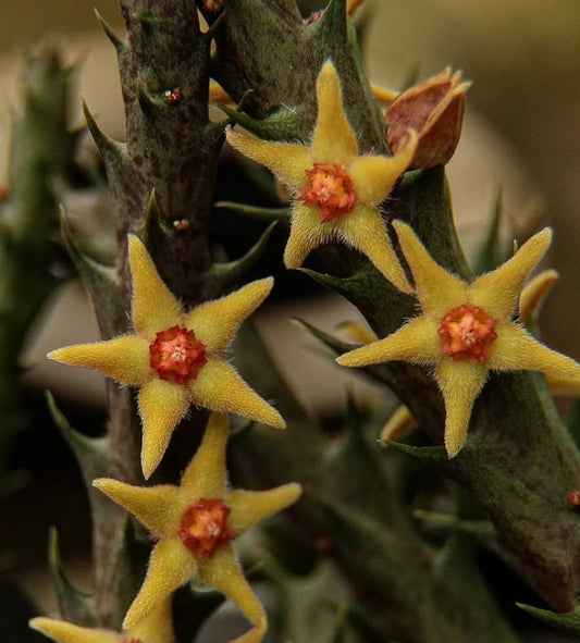 Orbea subterranea ( Yellow ) seeds