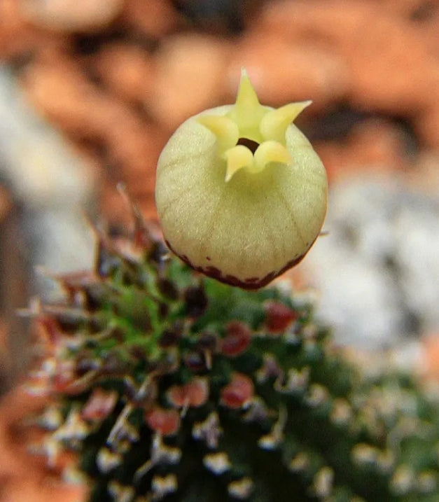Echidnopsis specksii seeds