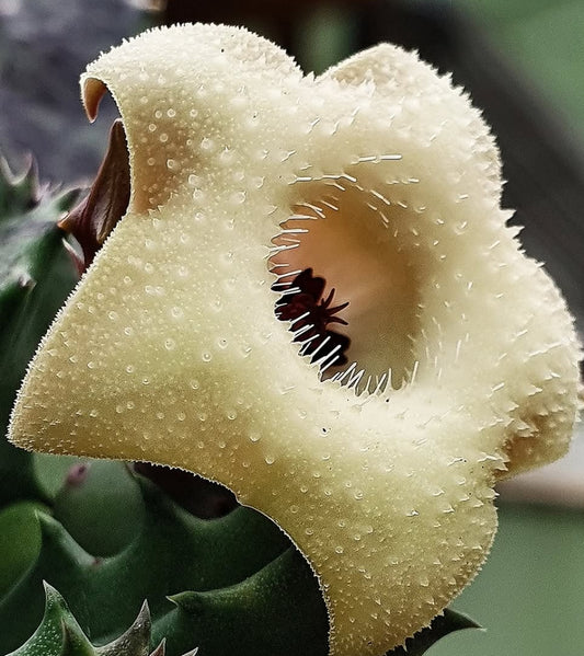 Huernia Thuretti Papilae seeds
