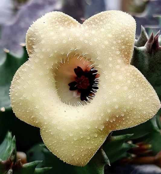 Huernia Thuretti Papilae seeds