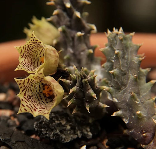 Huernia nouhuysii seeds