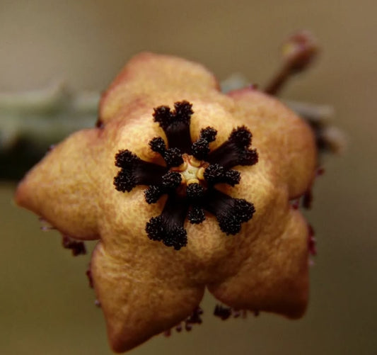 Orbea longii seeds