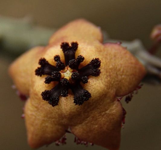 Orbea longii seeds