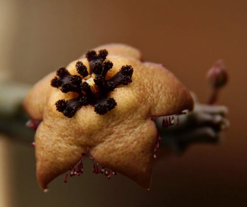 Orbea longii seeds