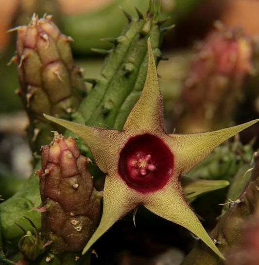 Huernia verekeri var. angolensis seeds