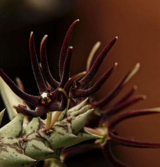 Orbea baldratii subsp. somalensis seeds