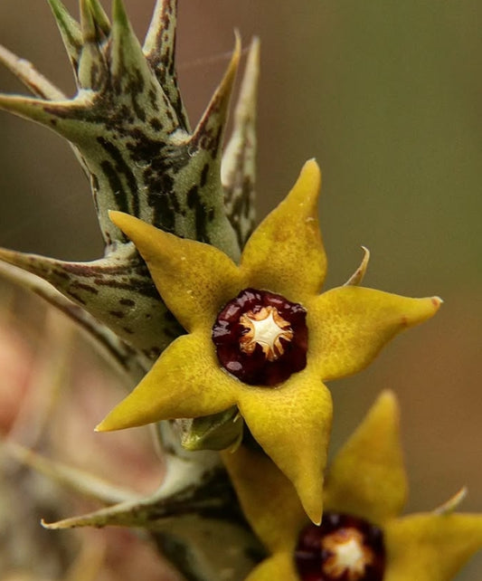 Orbea Gemugofana seeds