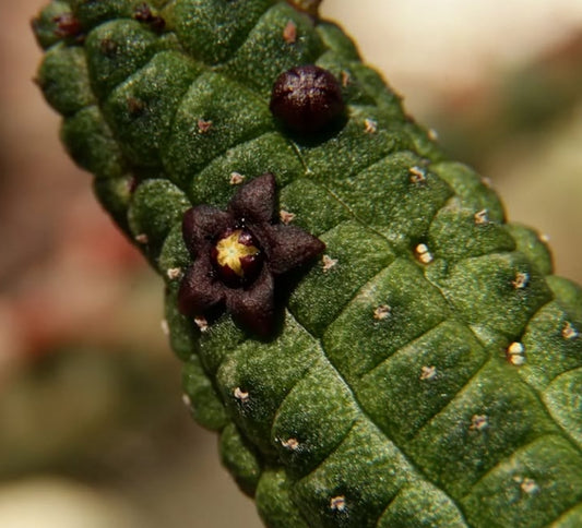 Echidnopsis dammanniana seeds