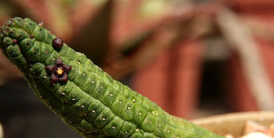 Echidnopsis dammanniana seeds