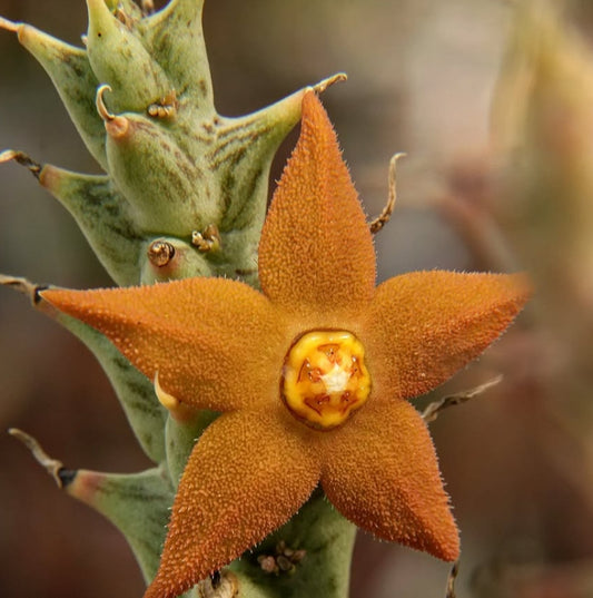 Orbea Sprengeri seeds