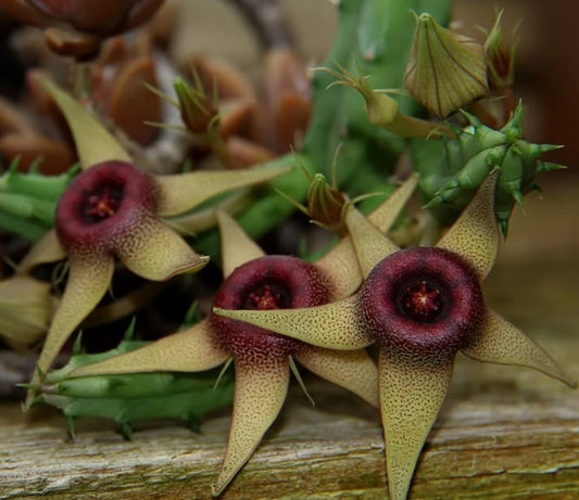 Huernia procumbens hybrid seeds