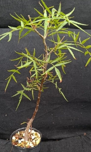 Bursera multijuga seeds
