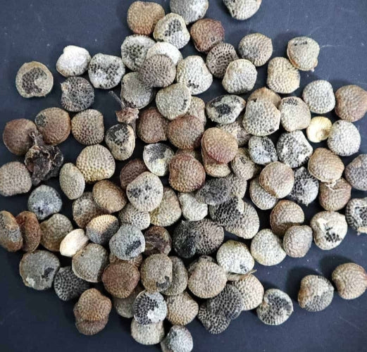 Adenia glauca seeds