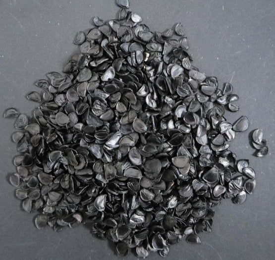 Agave oteroi seeds