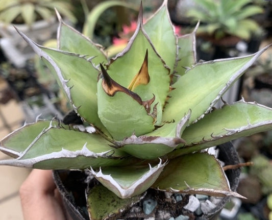 Agave oteroi seeds