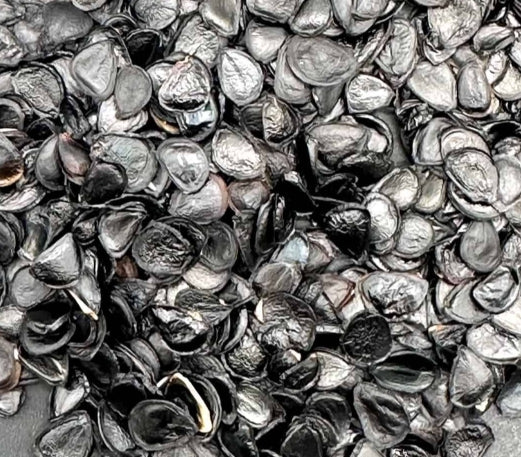 Agave potatorum 'Dwarf' seeds
