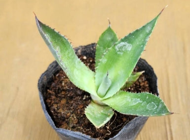 Agave potatorum 'Dwarf' seeds