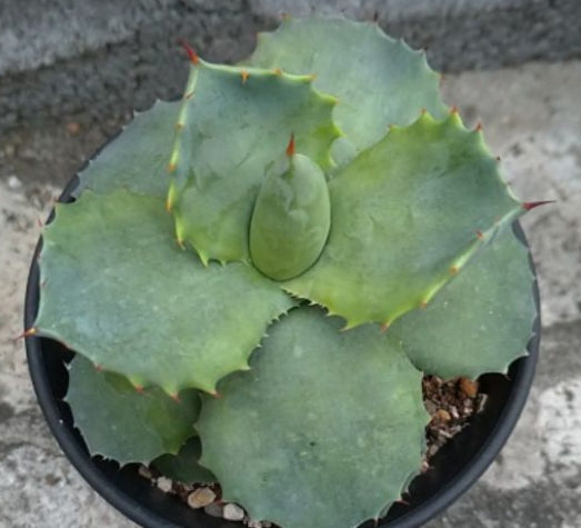 Agave potatorum seeds